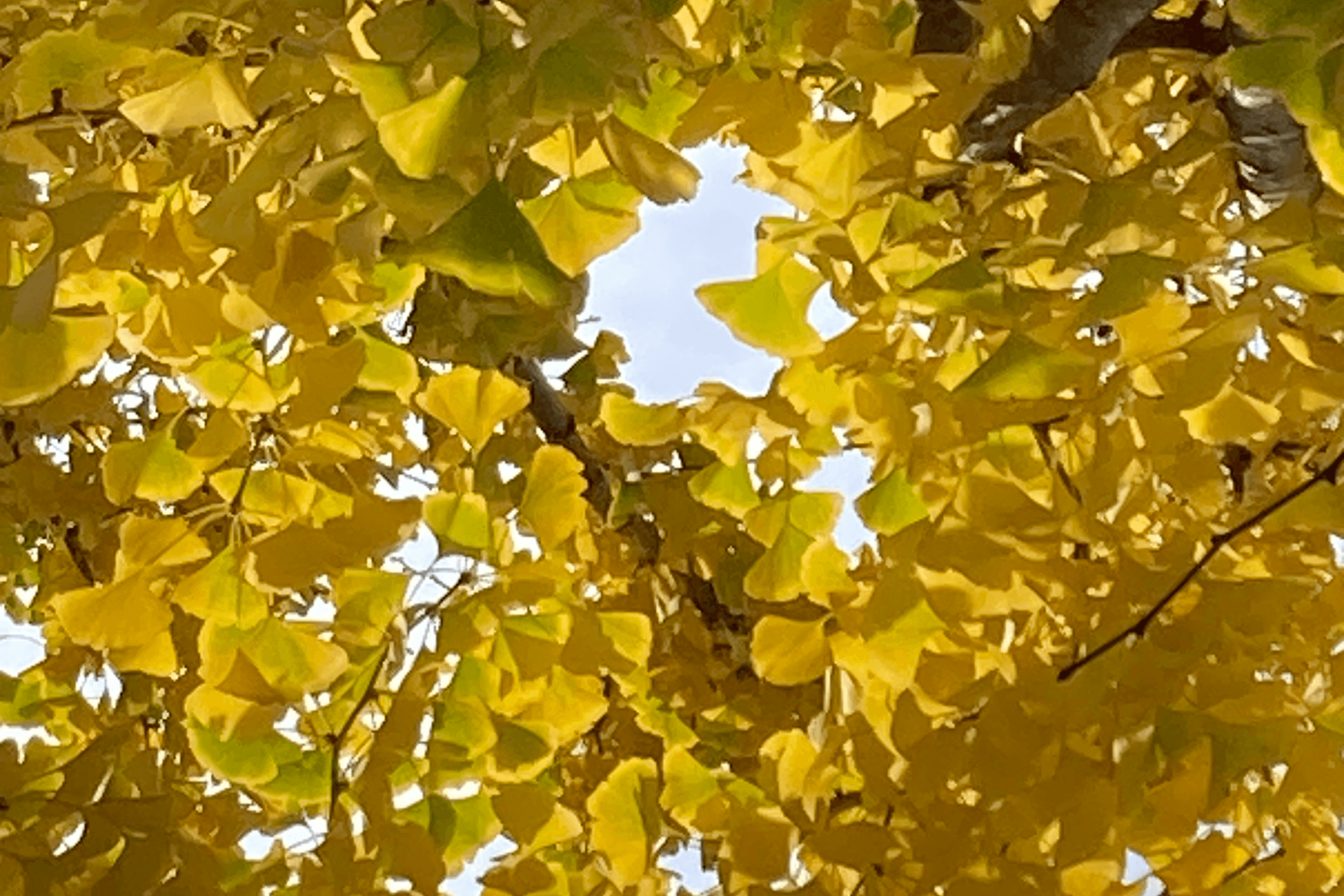 シリウス・ブラック①